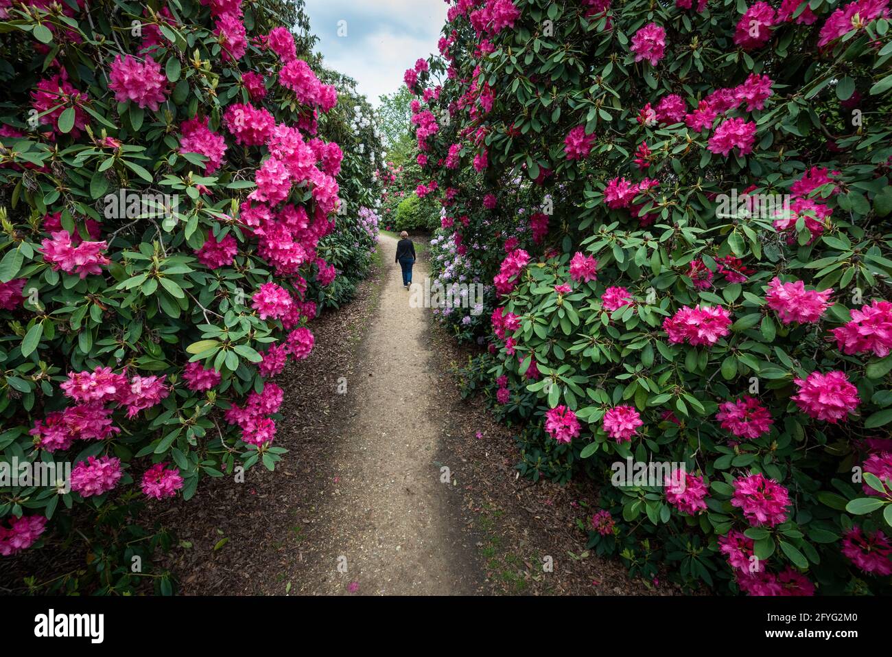 Iver, UK.  28 May 2021. UK Weather: A woman walks amongst the rhododendrons and azalea, currently in bloom, in the Temple Gardens at Langley Park in Iver, Buckinghamshire ahead of the Bank Holiday weekend, when temperatures are expected to rise above 20C.  Langley Park is a former royal hunting ground with links back to King Henry VIII, Queen Elizabeth I and Queen Victoria.   Credit: Stephen Chung / Alamy Live News Stock Photo