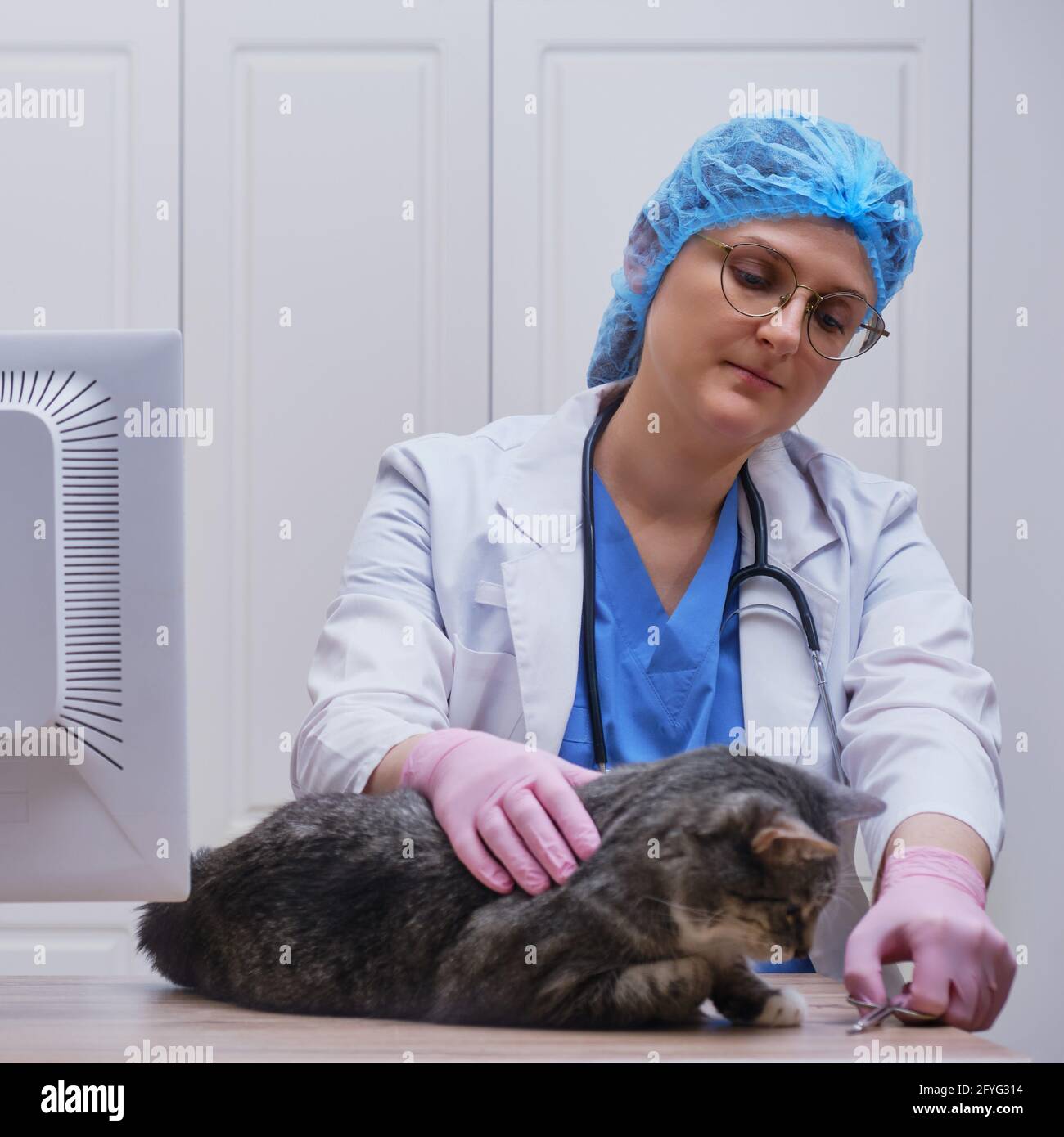 Vet doctor with scissors for cutting cat claws, clipper Stock Photo Alamy