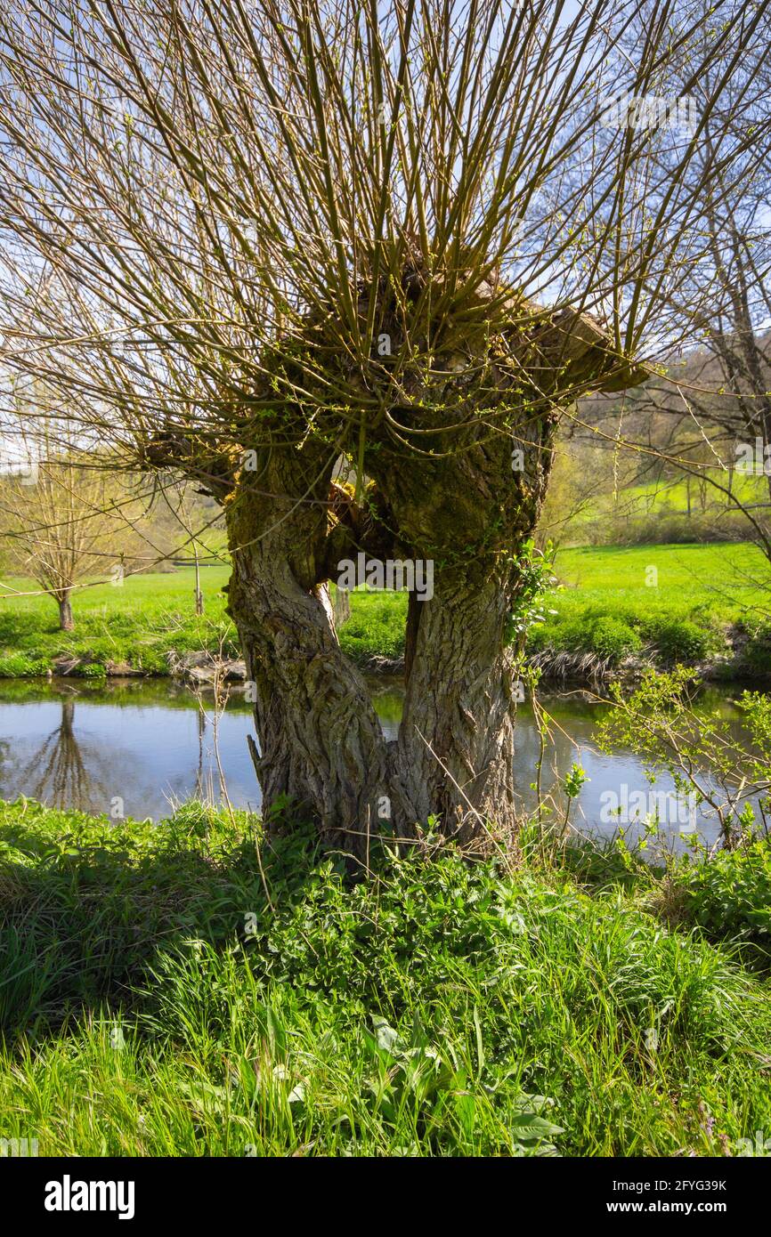 Salix Viminalis, a Basket Willow Tree with a hole in the middle, at the Tauber River, Bavaria, South Germany Stock Photo