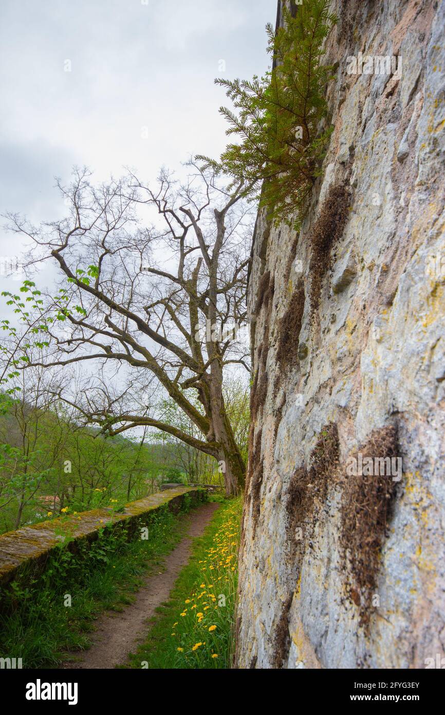 Kirchberg an der Jagst, castle wall with a springtime tree, Baden-Wuerttemberg, Soutgh Germany Stock Photo