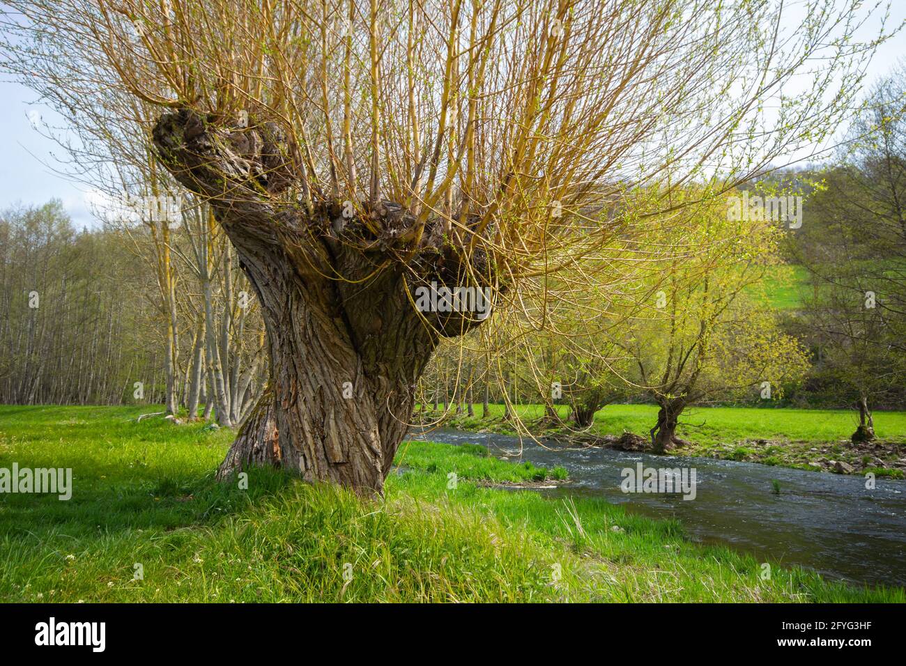 Twisted Basket Willow Tree with twig shoots in springtime at the Tauber River, Bavaria, South Germany Stock Photo