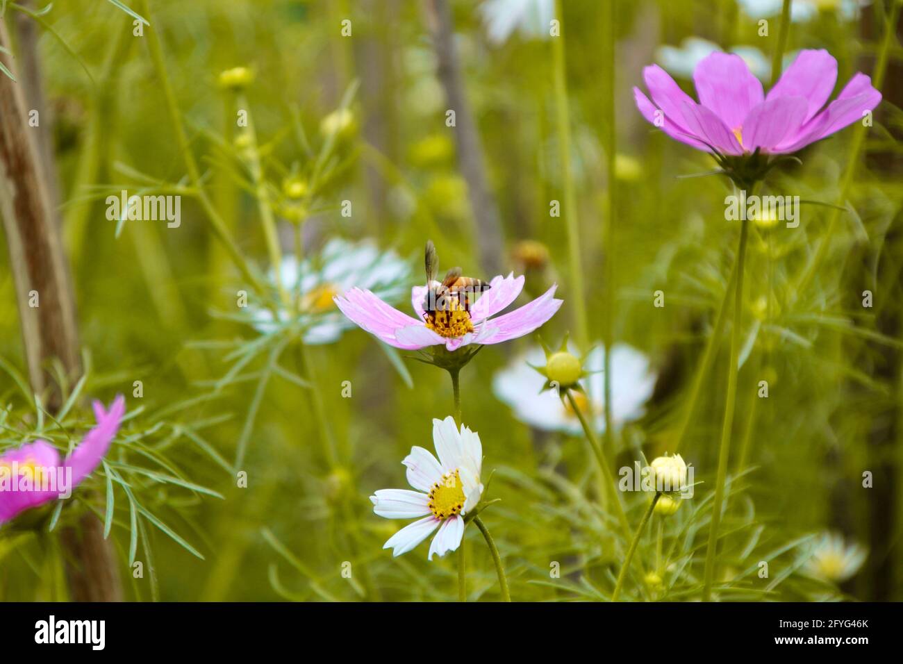 Flowers and bumblebees Stock Photo