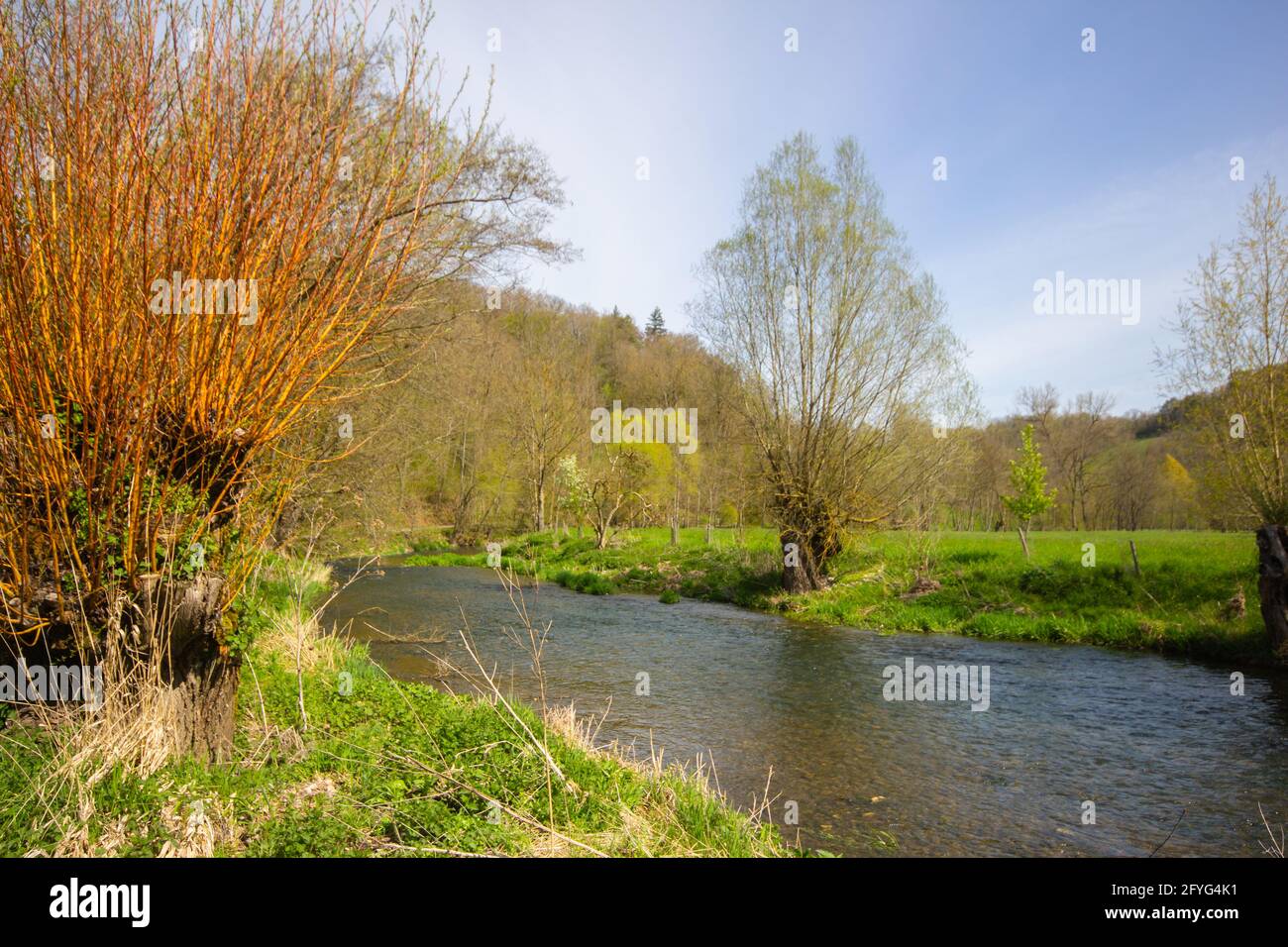 Red Basket Willow, by the Tauber River in springtime, Bavaria, South Germany Stock Photo