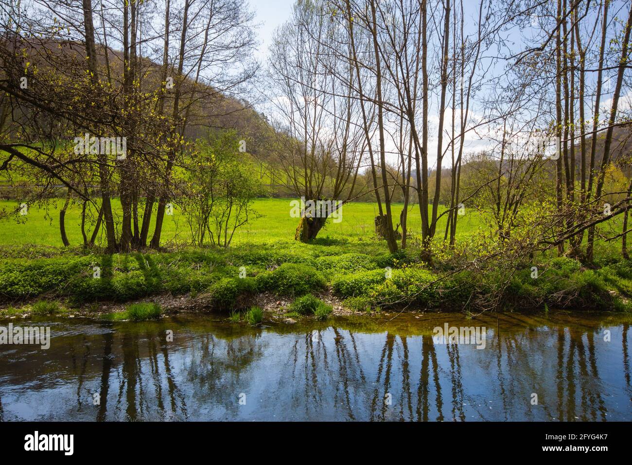 At the side of the Tauber River with springtime trees and a Basket Willow in the center, Bavaria, South Germany Stock Photo
