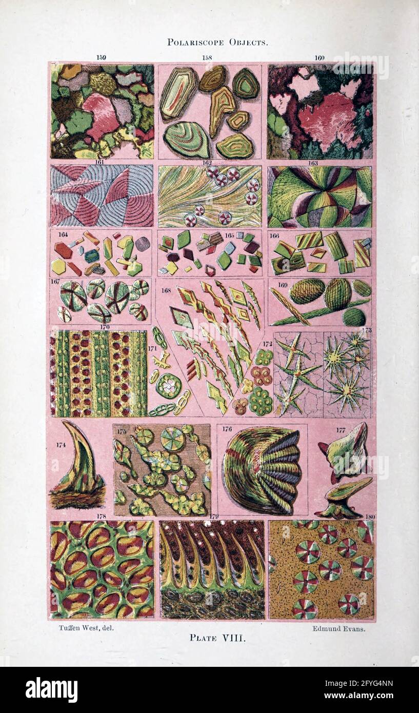 Plant and fungi microscopy. 19th century artwork of microscopic details of fungi, algae and lichens seen under a microscope From the book '  The microscope : its history, construction, and application ' by Hogg, Jabez, 1817-1899 Published in London by G. Routledge in 1869 with Illustrations by TUFFEN WEST Stock Photo
