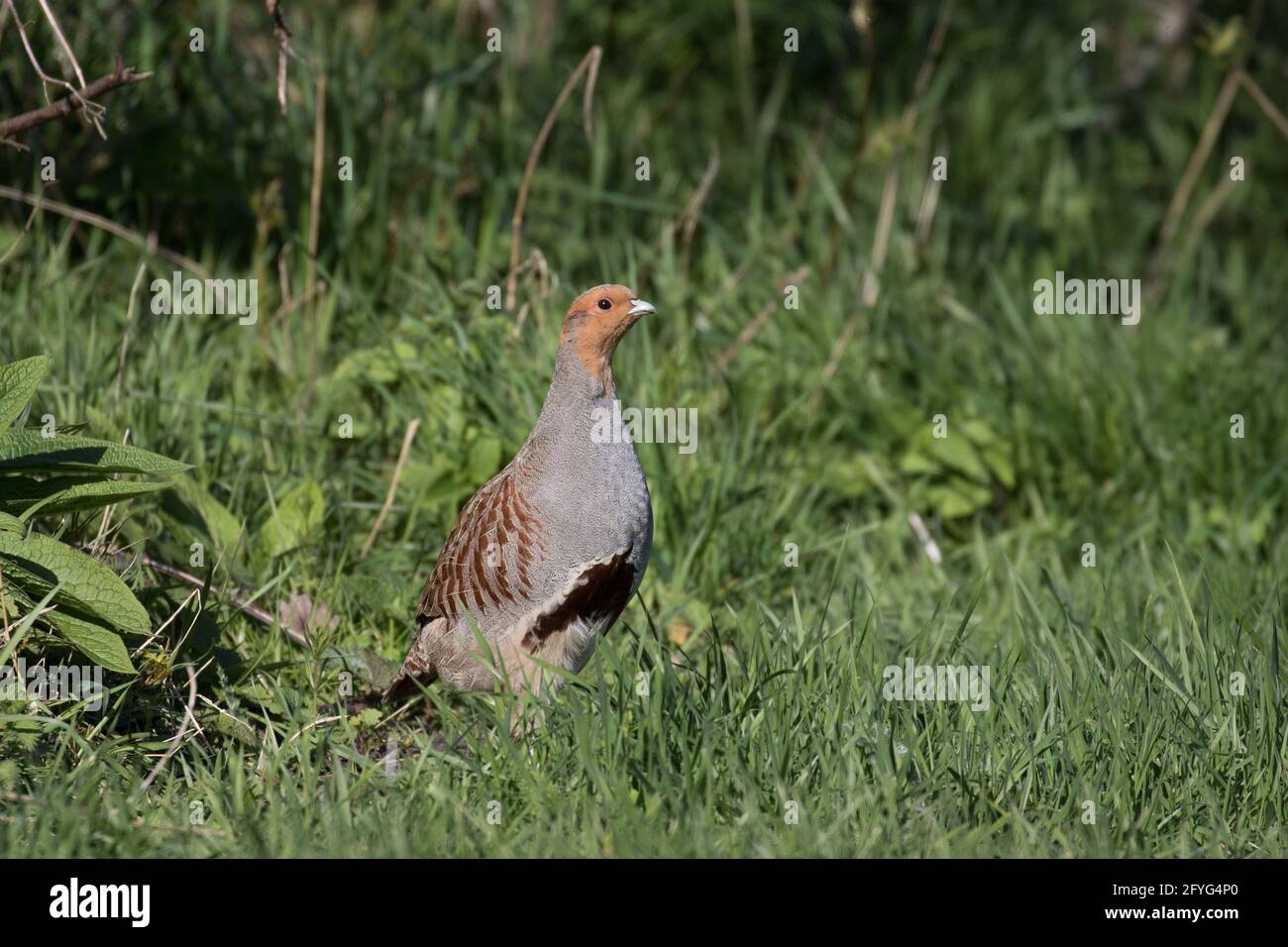 Male partridge hires stock photography and images Alamy