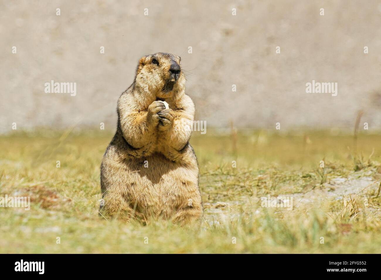 Himalayan marmot -Marmota himalayana, standing and eating in open field , ladakh wildlife, Jammu and Kashmir, India Stock Photo