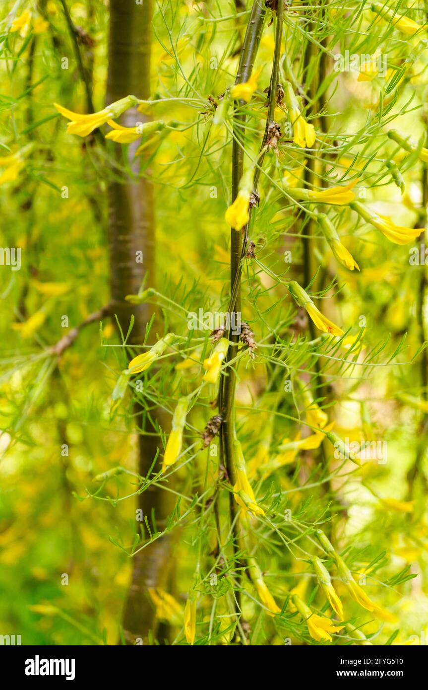 Closeup of Siberian Pea-tree (Caragana arborescens) flowers Stock Photo