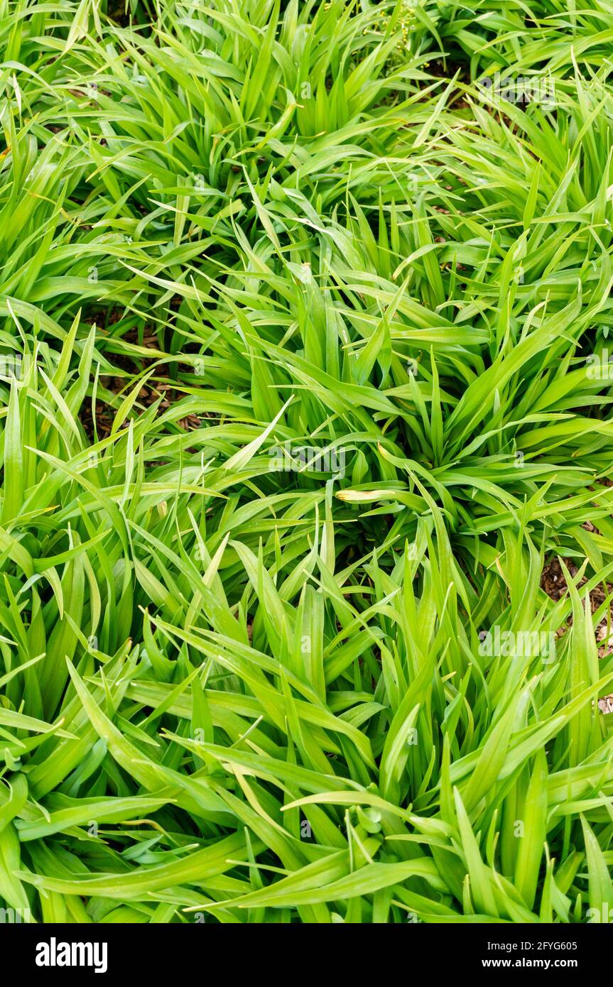 Beautiful background of fresh green grass Stock Photo - Alamy