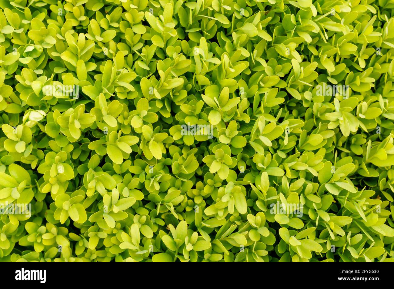 Beautiful background of Boxwood (Buxus sempervirens Stock Photo - Alamy
