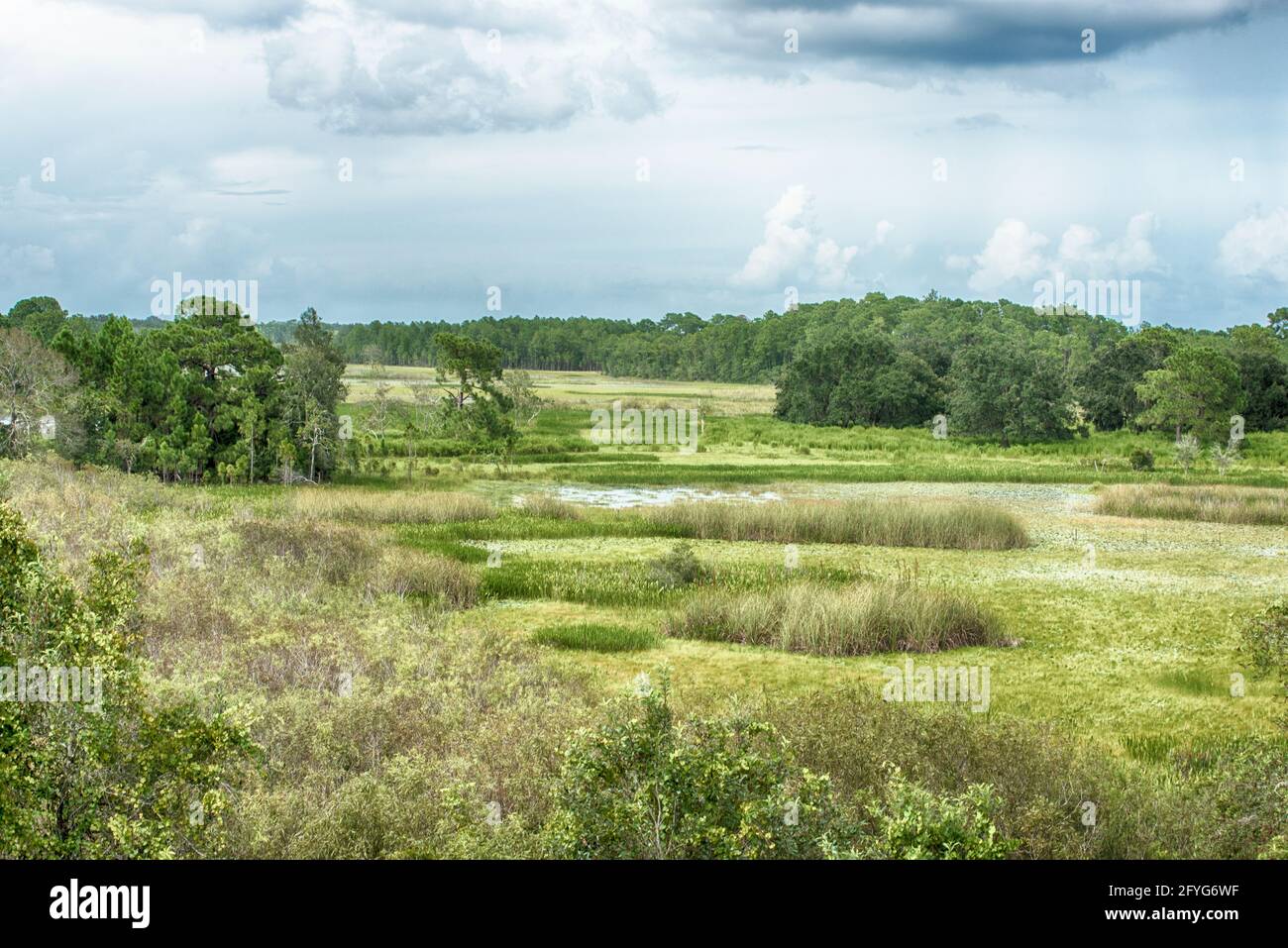 Central Florida wetlands Stock Photo Alamy