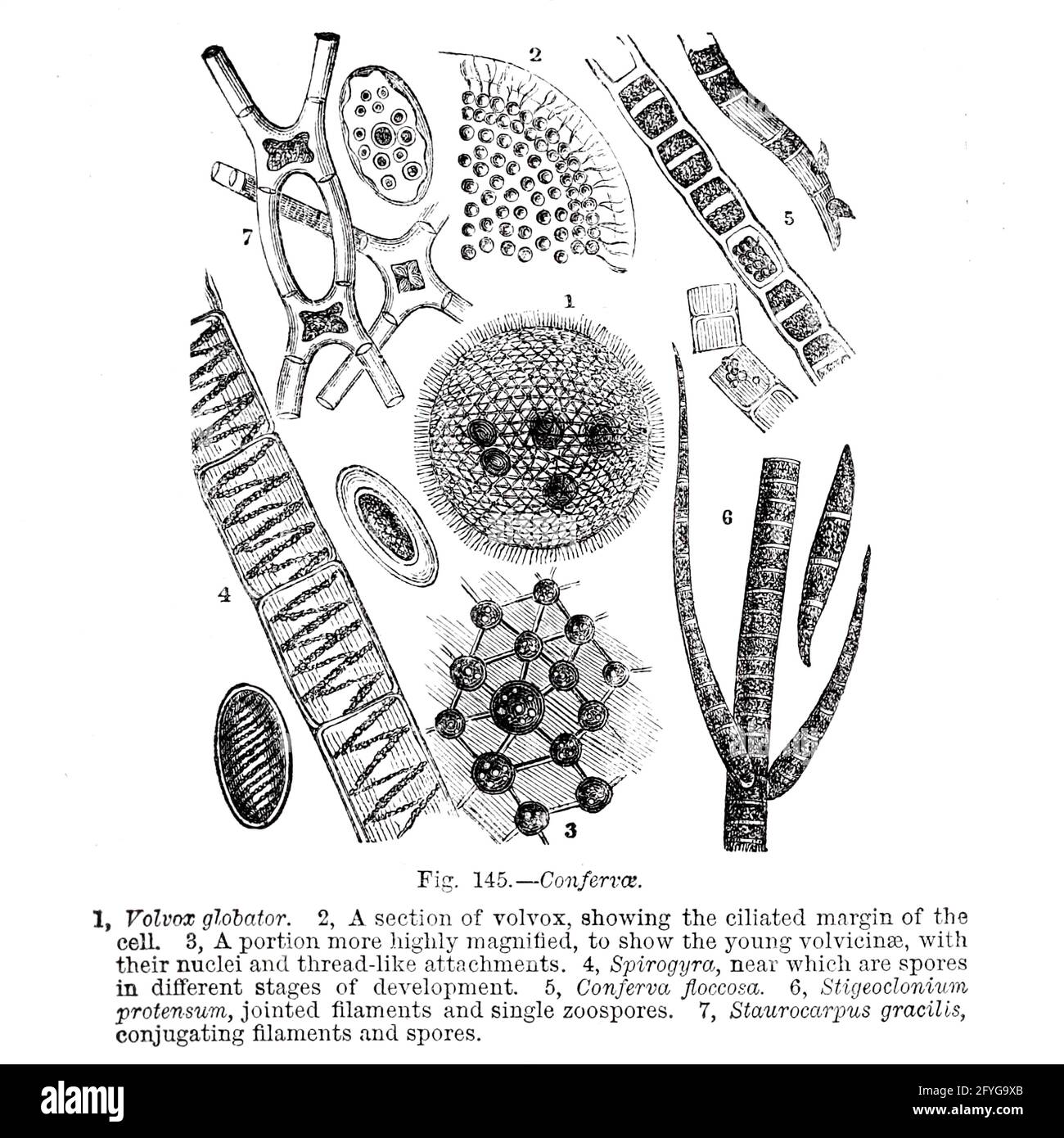 Plant and fungi microscopy. 19th century artwork of microscopic details of fungi, algae and lichens seen under a microscope From the book '  The microscope : its history, construction, and application ' by Hogg, Jabez, 1817-1899 Published in London by G. Routledge in 1869 with Illustrations by TUFFEN WEST Stock Photo