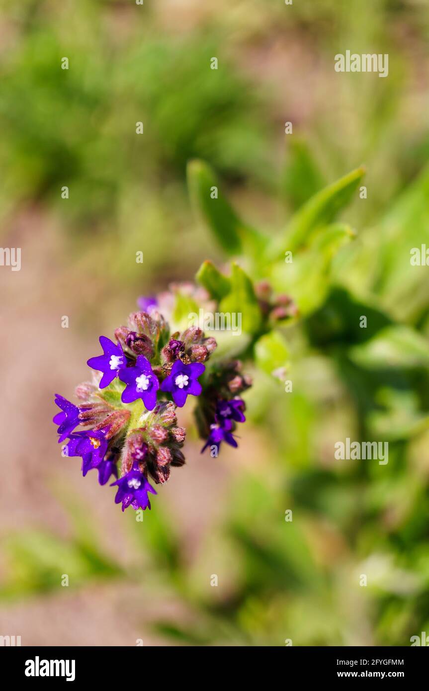 Cute purple Alkanet (Anchusa officinalis) flowers Stock Photo