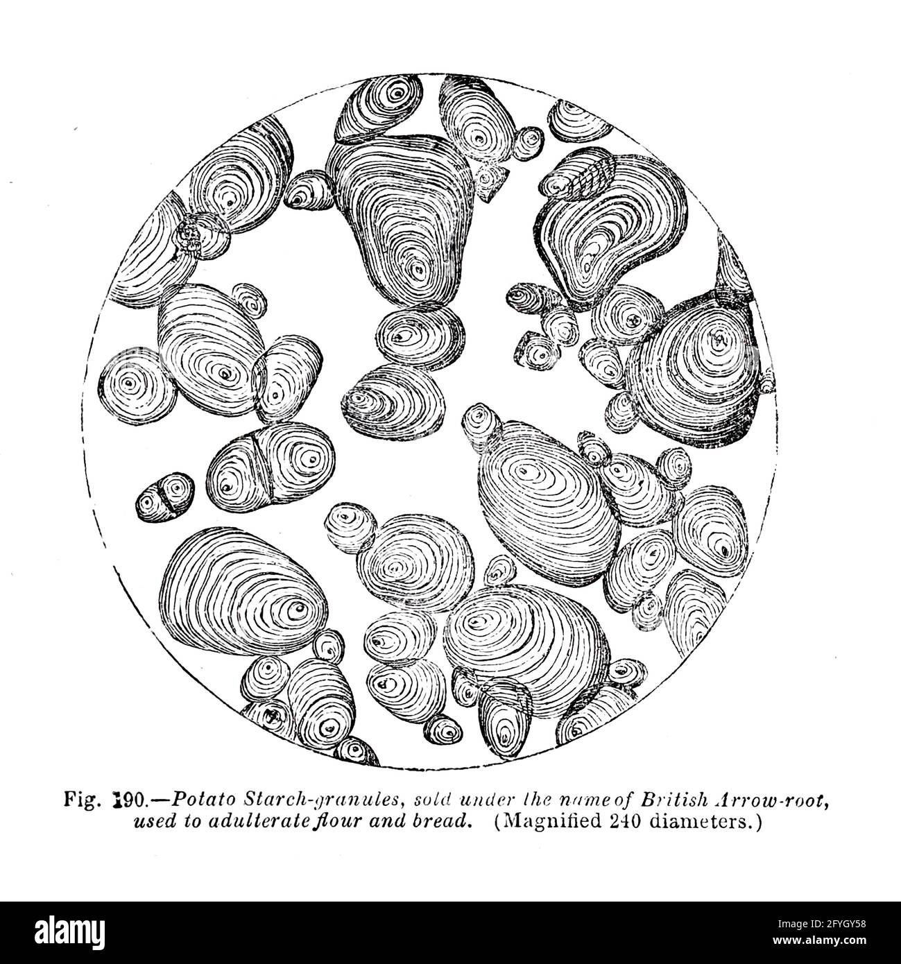 Cells under microscope From the book '  The microscope : its history, construction, and application ' by Hogg, Jabez, 1817-1899 Published in London by G. Routledge in 1869 with Illustrations by TUFFEN WEST Stock Photo