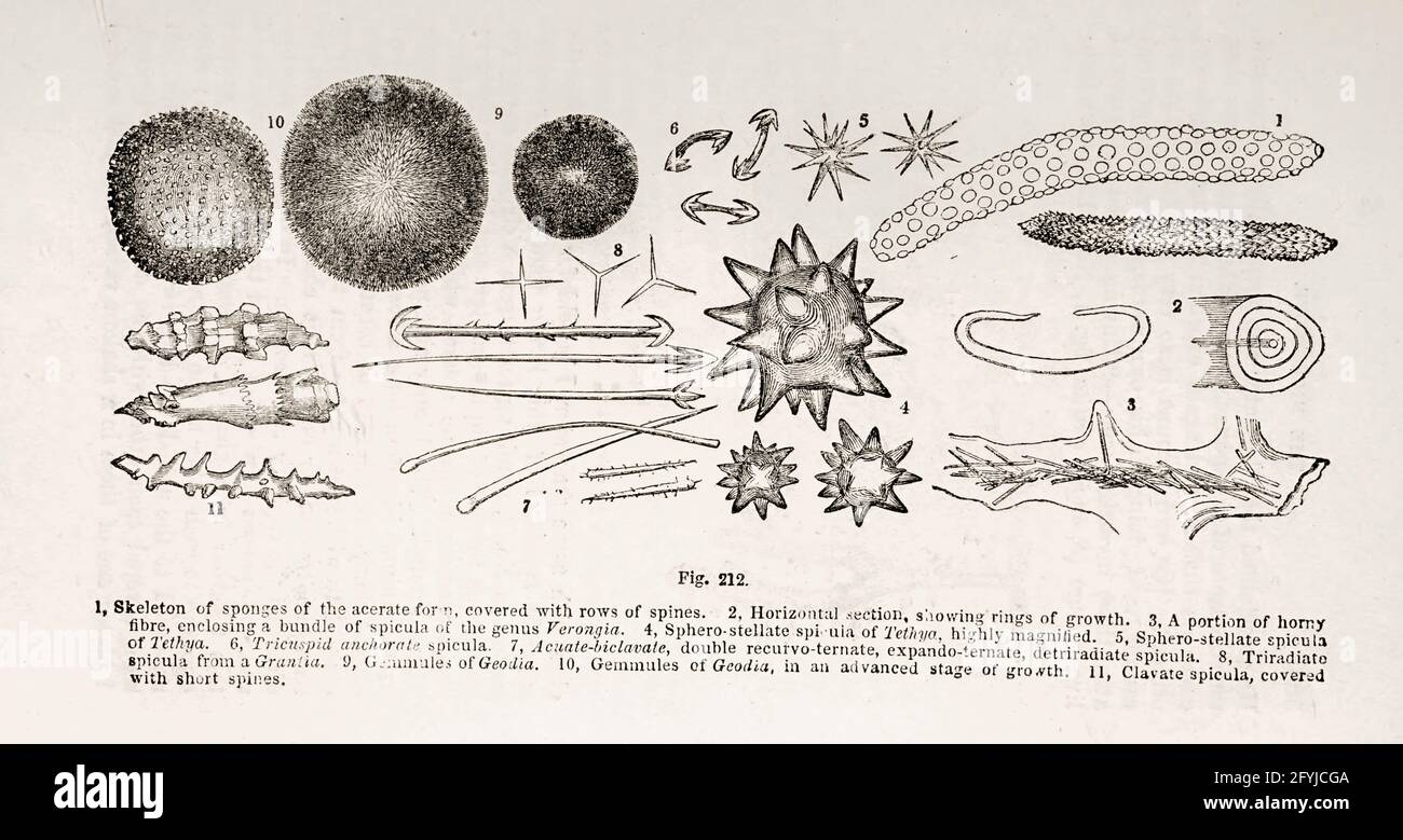 Cells under microscope From the book '  The microscope : its history, construction, and application ' by Hogg, Jabez, 1817-1899 Published in London by G. Routledge in 1869 with Illustrations by TUFFEN WEST Stock Photo