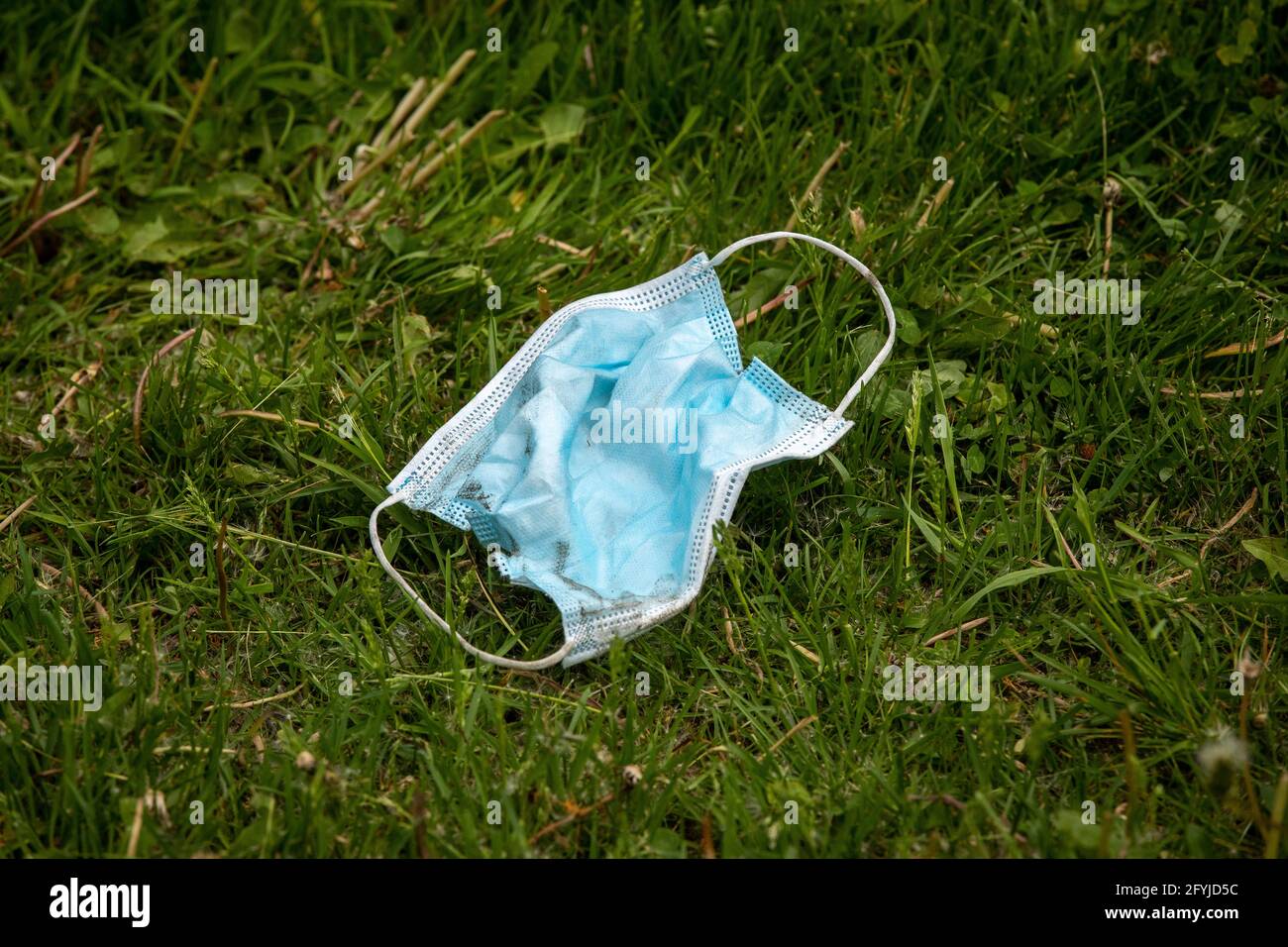 Discarded surgical face mask in a park in Kingston, Ontario on Wednesday May 26, 2021. Stock Photo