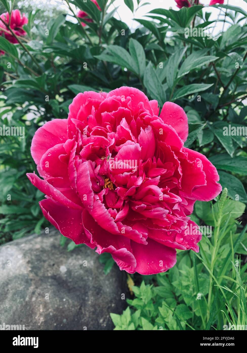 Still shot of magenta peony with white tipped petals in garden Stock Photo