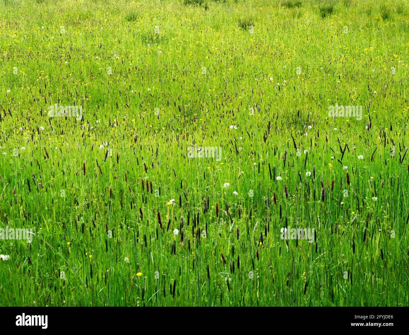 Meadow with long grasses buttercups and dandelion clocks between Bilton Lane and Nidd Gorge Woods Knaresborough Yorkshire England Stock Photo