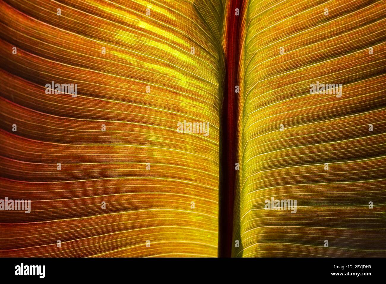 Close-up of a backlit large leaf of an unknown plant displaying its vibrant golden colour and patterns Stock Photo