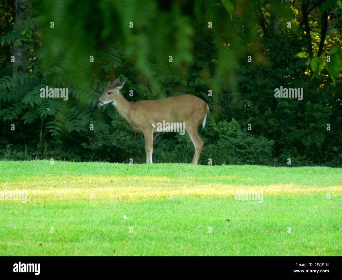 Deer in a Suburban Yard Framed by Tree Branches Stock Photo - Alamy