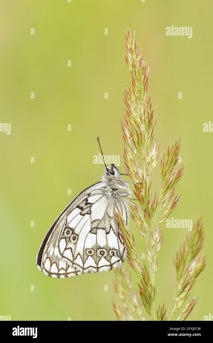 Butterfly sitting in flower Stock Photo