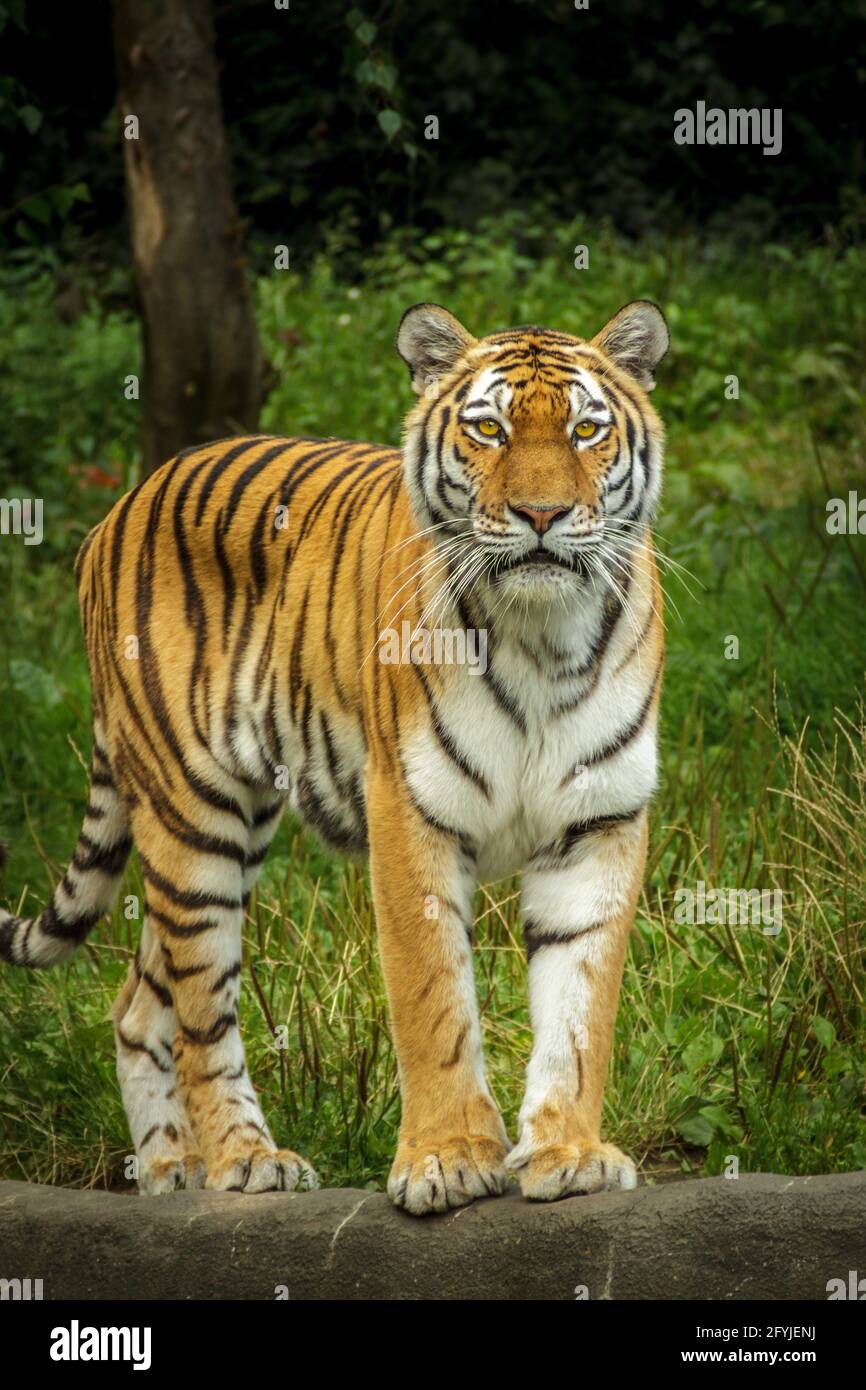 I feel like a tiger right now. There's nothing impossible if you get up and work for it. Stock Photo