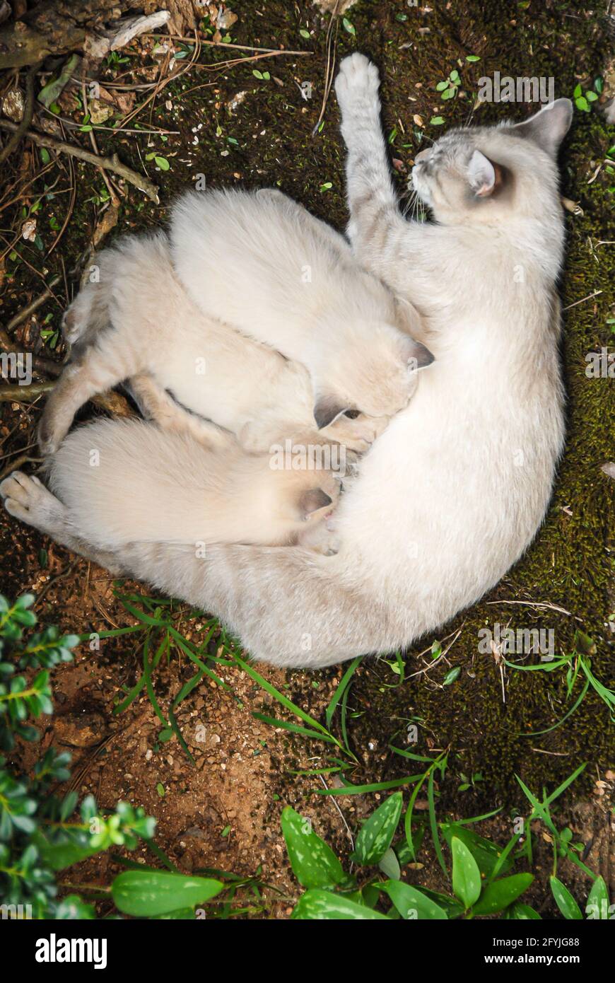 Siamese cat nursing kittens outdoors in Metro Atlanta, Georgia. (USA) Stock Photo
