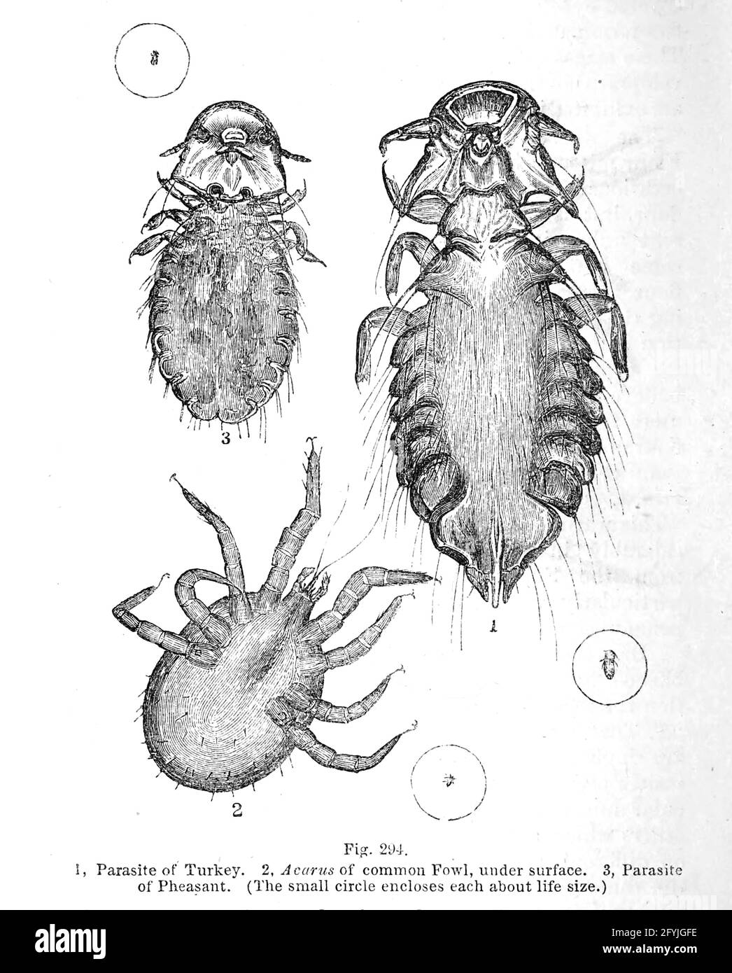 Artwork of tiny Organisms under microscope From the book '  The microscope : its history, construction, and application ' by Hogg, Jabez, 1817-1899 Published in London by G. Routledge in 1869 with Illustrations by TUFFEN WEST Stock Photo