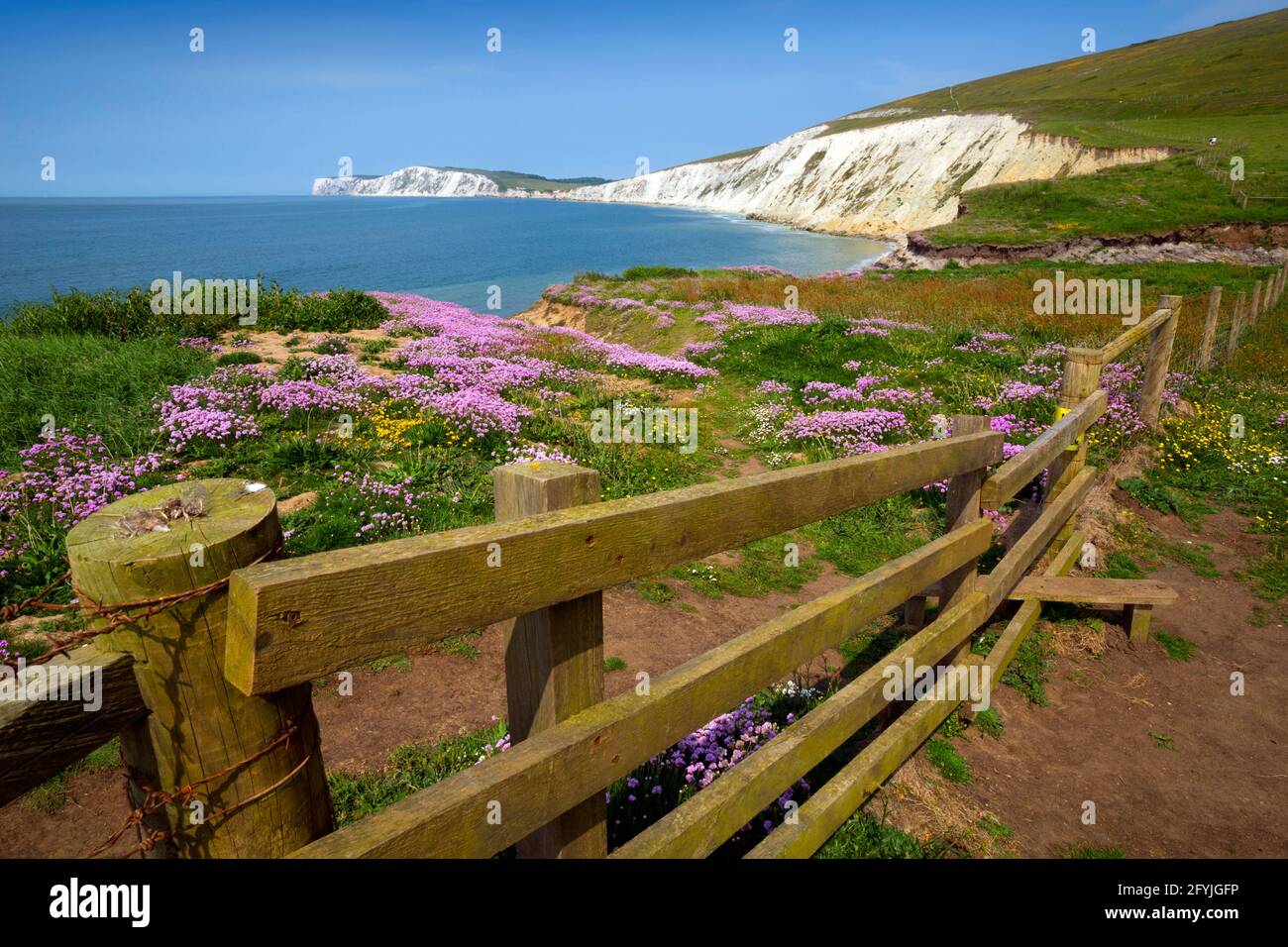 Bay,chalk,cliffs,Tennyson Down,Freshwater Bay, Flowers
