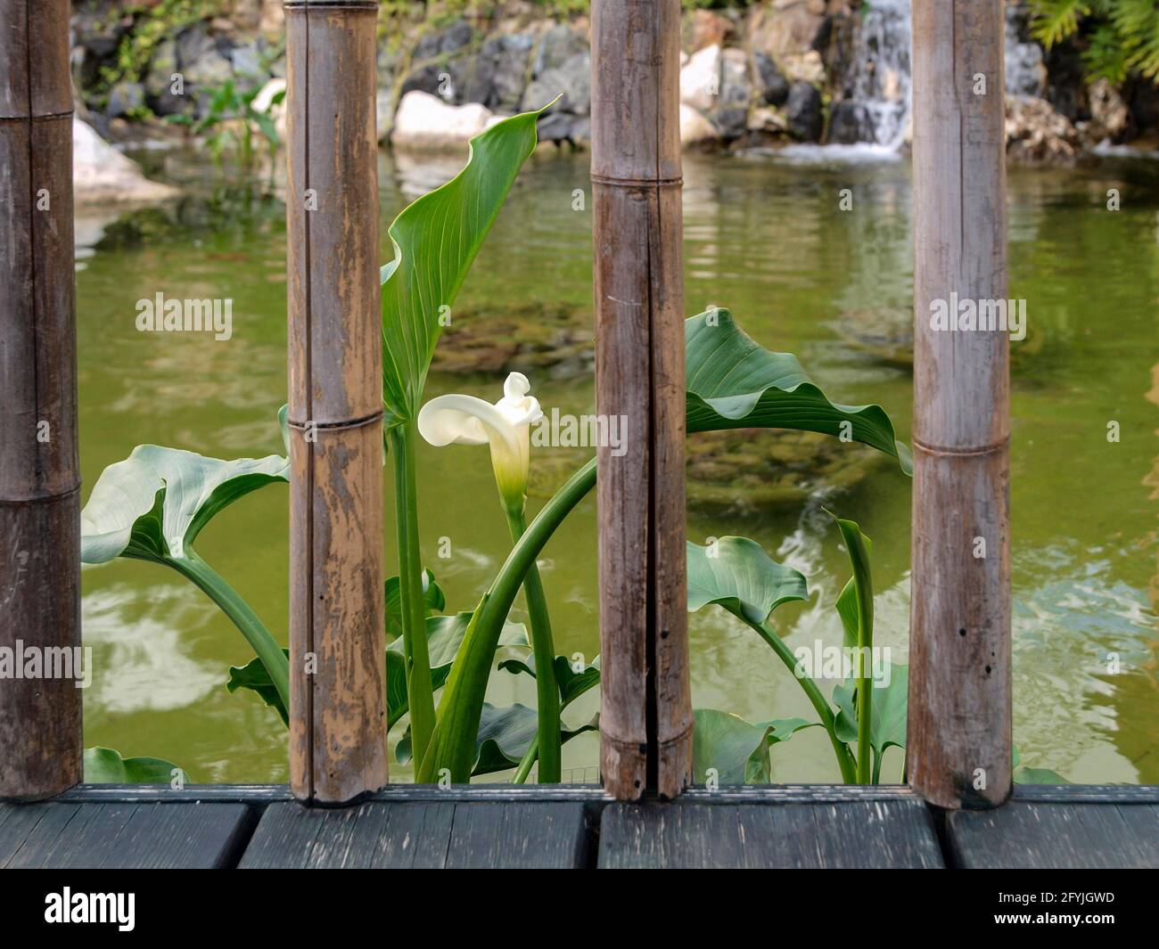 A calla blossom among the bamboo trunks in a Japanese garden Stock Photo