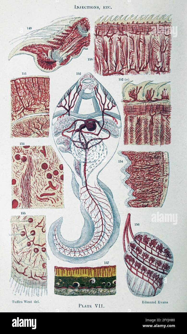 Artwork of tiny Organisms under microscope From the book '  The microscope : its history, construction, and application ' by Hogg, Jabez, 1817-1899 Published in London by G. Routledge in 1869 with Illustrations by TUFFEN WEST Stock Photo