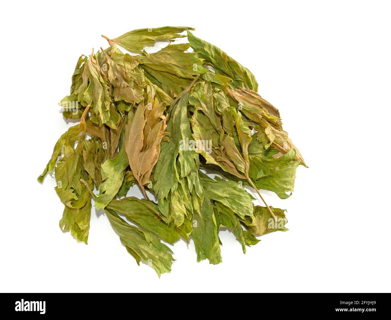 Dried celery leaves against a white background Stock Photo Alamy