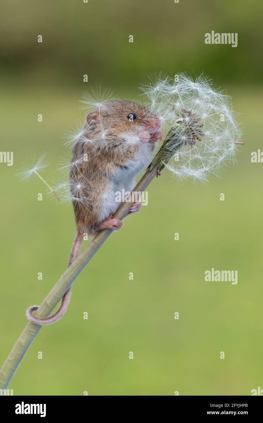 Harvest mouse dandelion stem hires stock photography and images Alamy
