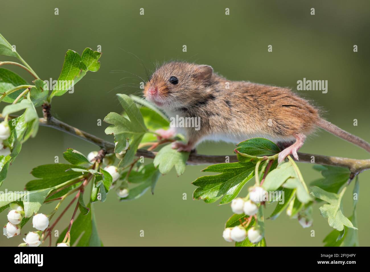 Harvest mouse running along a branch of a flowering plant Stock Photo