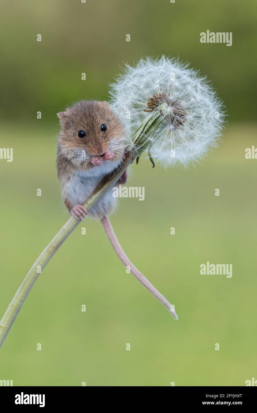 Cute little harvest mouse sitting on the stem of a dandelion clock Stock Photo