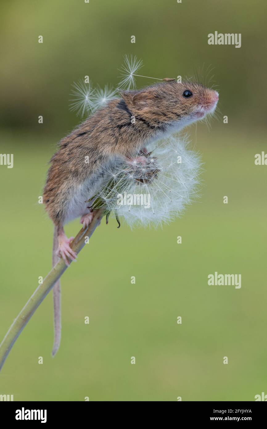 Cute little harvest mouse running through a dandelion clock Stock Photo