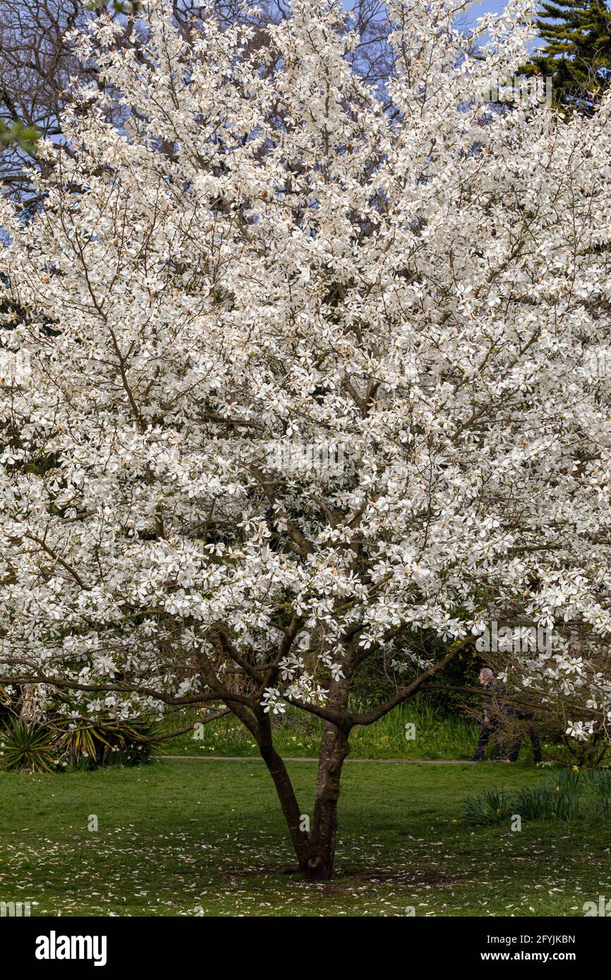 Magnolia Stellata tree in flower, Bath Botanical Gardens, Royal Victoria Park, Spring, Bath, England, UK Stock Photo