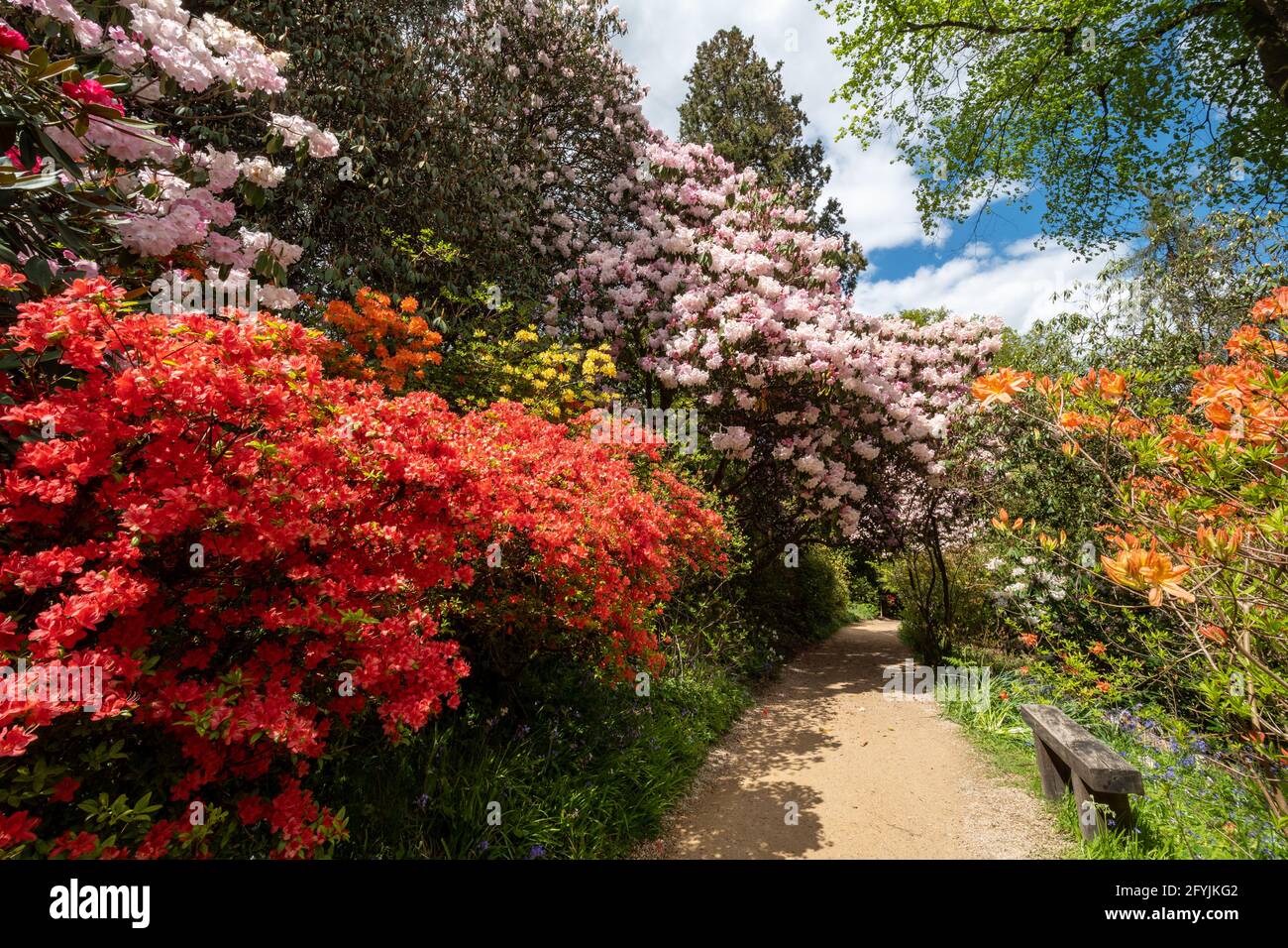Colourful flowering shrubs at Leonardslee Gardens in West Sussex, England, UK, during May or Spring Stock Photo