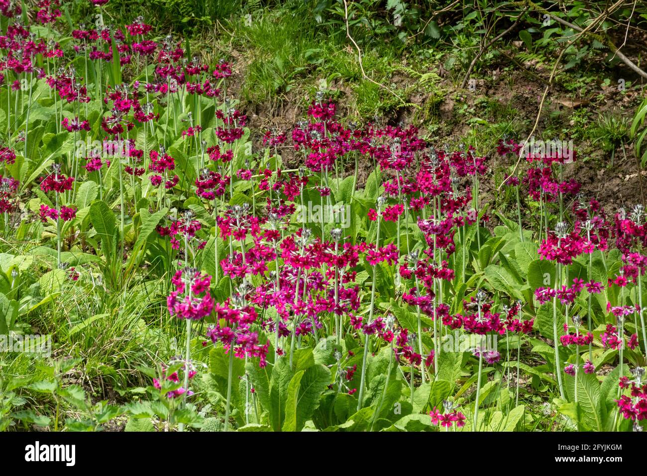 Candelabra primula (Primula pulverulenta) flowers growing in damp shady area of a garden in West Sussex, England, UK, during May or spring Stock Photo