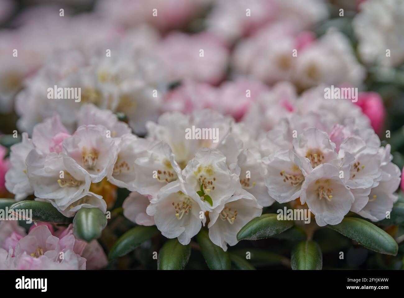 Picture of azalea rhododendron flower in full bloom close-up beautiful delicate ...