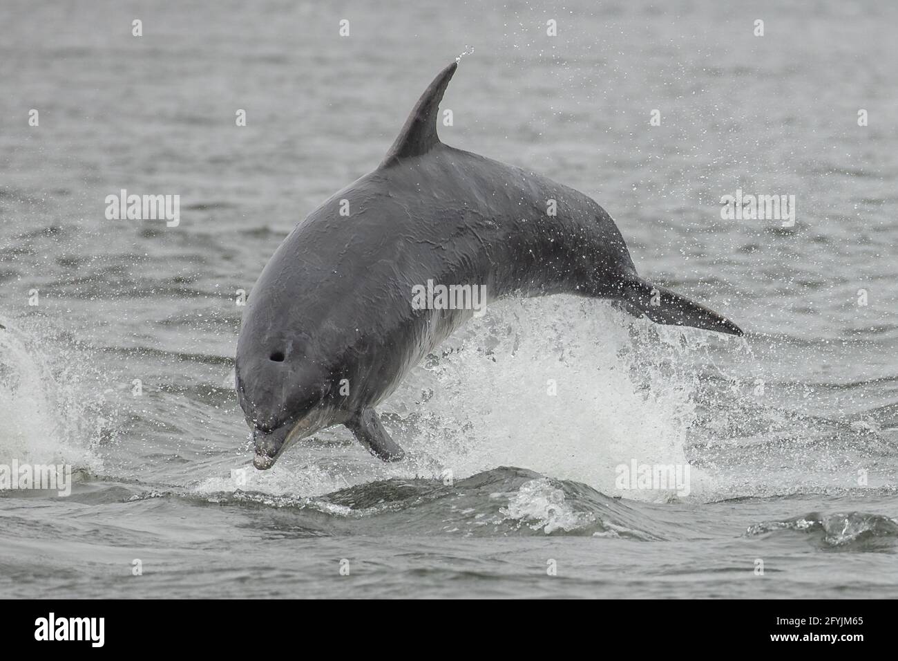 Bottlenose dolphin - Moray Firth population Stock Photo