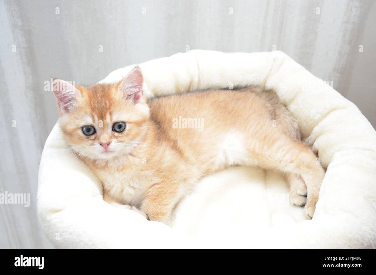 kitten british shorthair, BKH Kitten, kitten beige, kitten resting on  pillows Stock Photo - Alamy