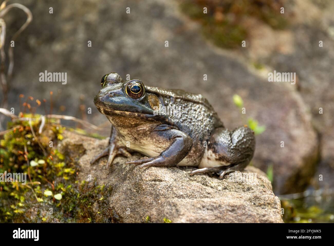 Green frog at backyard pond Stock Photo