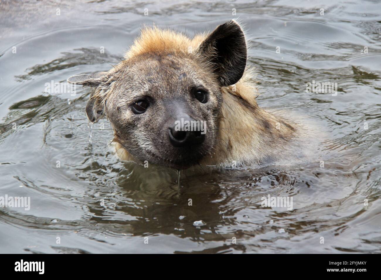 hyena in a zoo in osaka (japan Stock Photo - Alamy