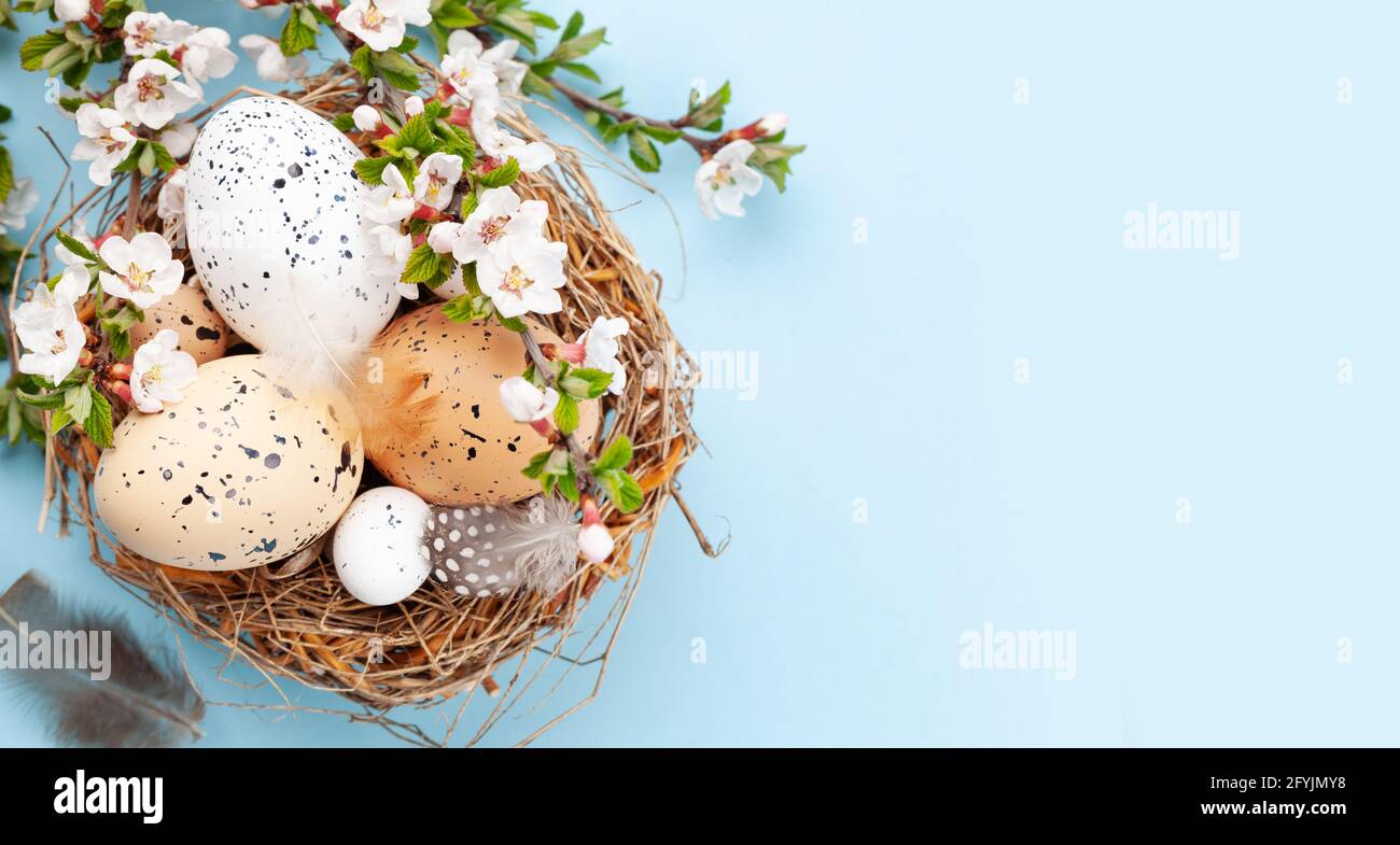 Easter eggs in nest and cherry blossom over blue. Spring greeting card ...