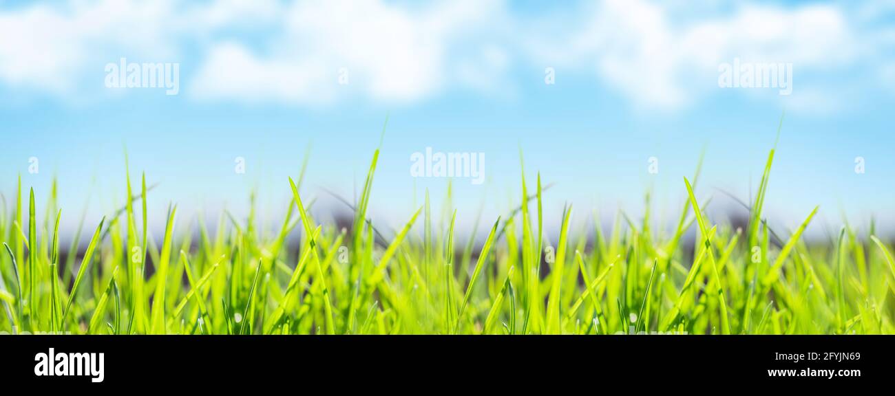 Sunny spring grass field closeup background Stock Photo - Alamy