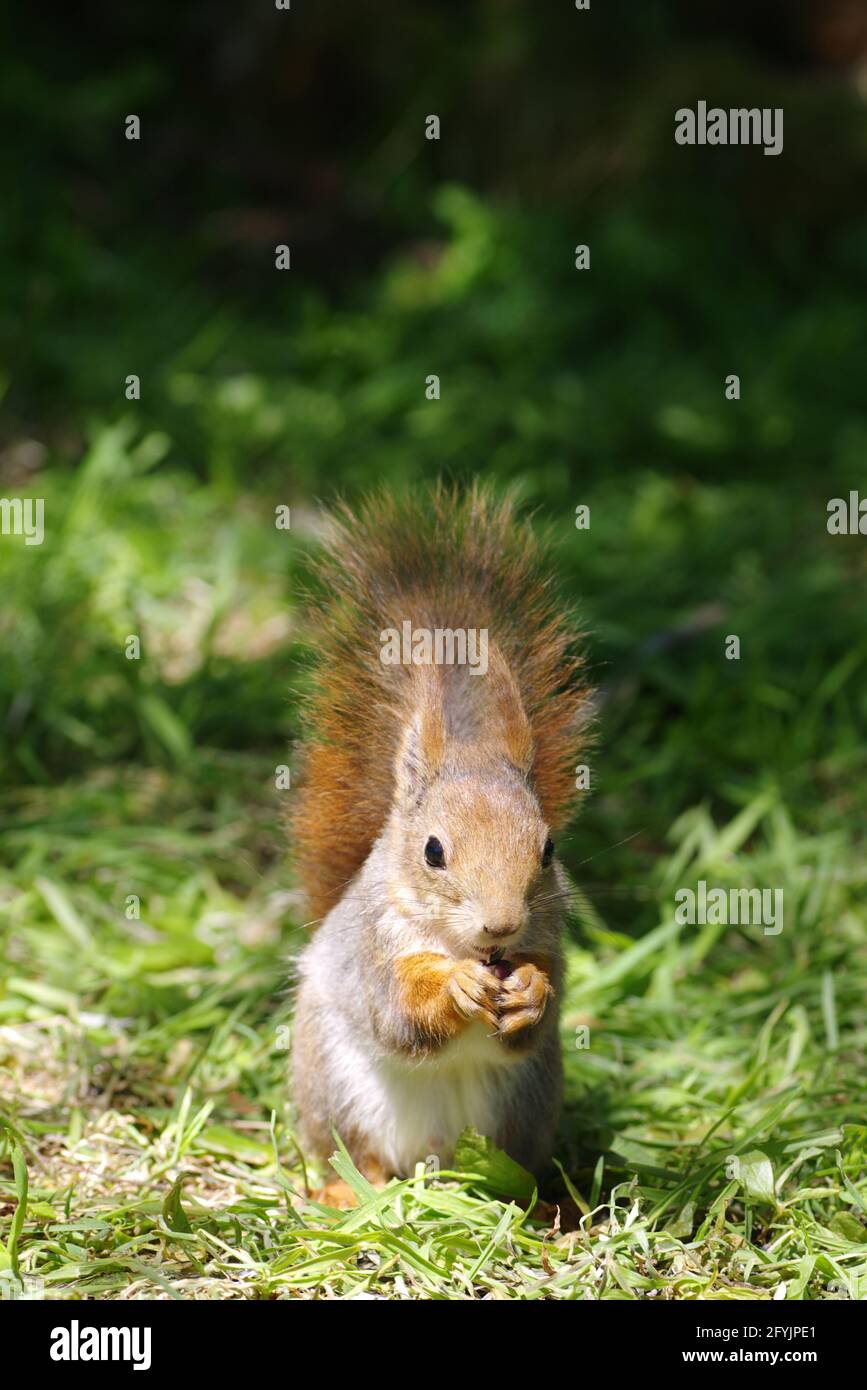 Red Squirrel in Norway Stock Photo