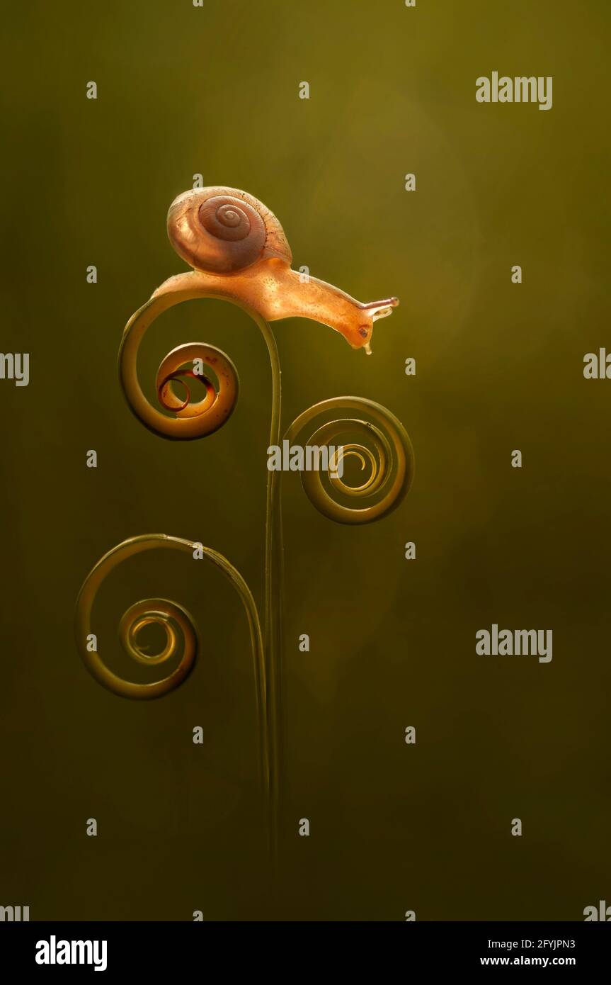 Close-up of a snail on a curled up tendril, Indonesia Stock Photo