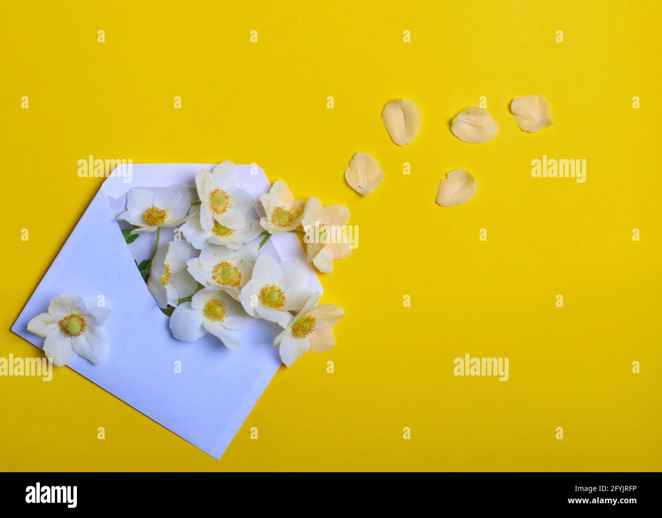 White flowers and petals in an envelope Stock Photo Alamy