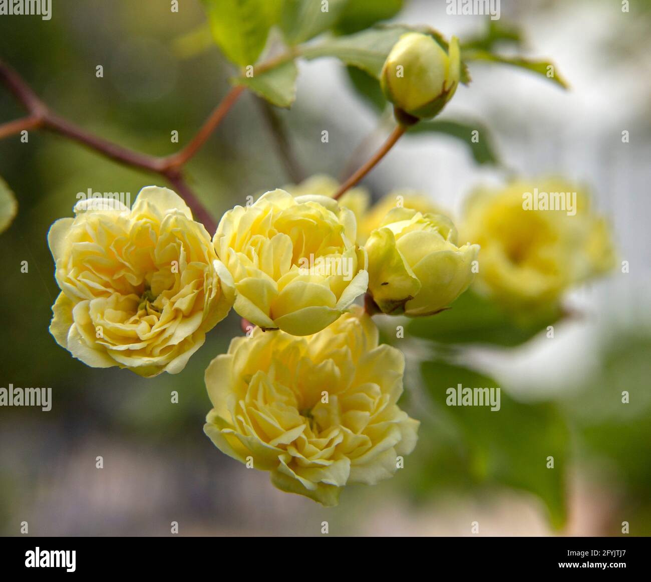 Tiny flowers of the Lady Banks Rose, a vigorous yellow climbing rose.Yellow banksian rose